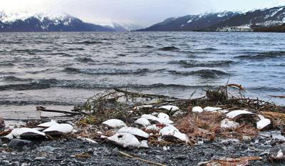 Oceans are losing oxygen