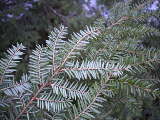 Hemlock Needles