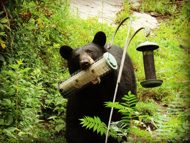 Bear at birdfeeders VFWD staff.jpeg